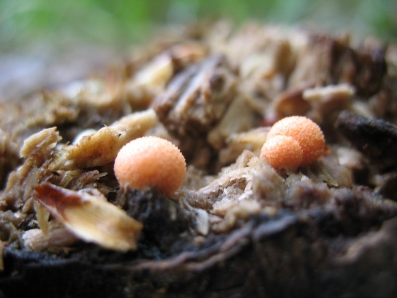 Lycogala epidendron